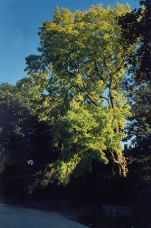 Baum_Westerwik02