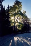 Baum_Westerwik01