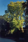 Baum_Westerwik02